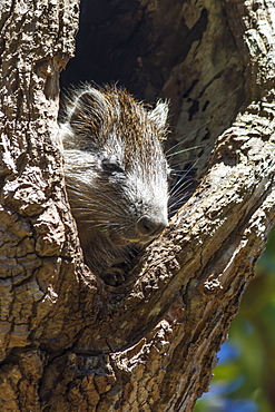 Tree rat (Desmarest's Hutia), Cuba, West Indies, Caribbean, Central America