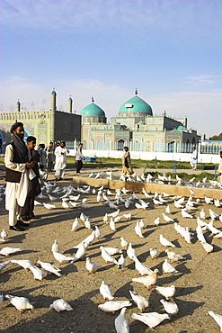 People feeding the famous white pigeons, Shrine of Hazrat Ali, Mazar-I-Sharif, Balkh province, Afghanistan, Asia