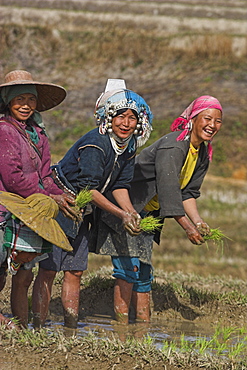 Akha ladies working in rice paddy near Wan Sai Village (Aku tribe), Kengtung (Kyaing Tong), Shan State, Myanmar (Burma), Asia