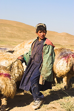 Shepherd boy tending his flock, between Chakhcharan and Jam, Afghanistan, Asia