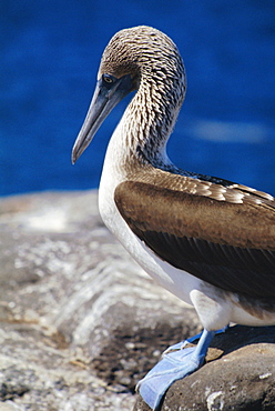 Close-up of a blue-footed booby, South Seymour Island, Galapagos Islands