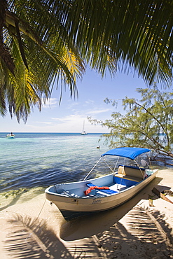 Small boat on beach under coconut palm, Ranguana Caye, Belize, Central America