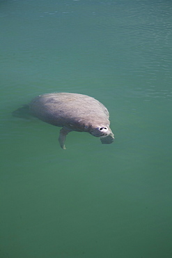 Manatee, Swallow Caye Wildlife Sanctuary, Belize, Central America