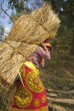 Local woman carrying heavy bale of hay on her back, Royal trek, Pokhara, Nepal, Asia