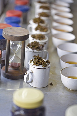 Tea tasting, Factory, Goomtee Tea Estate, Kurseong, West Bengal, India, Asia