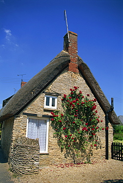 Roses on the wall of a thatched cottage at Buckland, Oxfordshire, England, United Kingdom, Europe