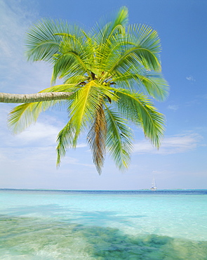 Palm tree overhanging the sea, Kuda Bandos (Little Bandos), North Male Atoll, The Maldives, Indian Ocean