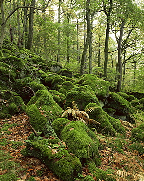 Strutta Wood, near Ashness Bridge, Borrowdale, Lake District, Cumbria, England, United Kingdom, Europe