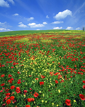 Field of poppies and wild flowers, Pienza in background, Tuscany, Italy, Europe