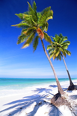 Palm tree, white sand beach and Indian Ocean, Jambiani, island of Zanzibar, Tanzania, East Africa, Africa