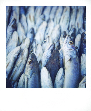 Polaroid image of fish on sale in fish market, Essaouira, Morocco, North Africa, Africa