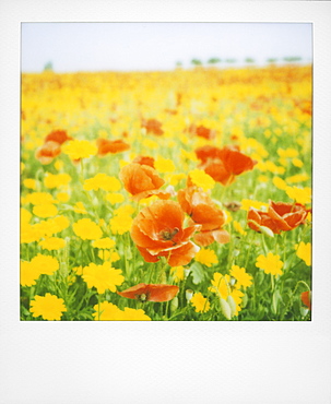 Polaroid of field of poppies and yellow wild flowers, near Fez, Morocco, North Africa, Africa