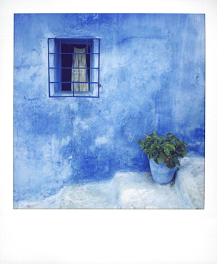 Polaroid of geranium in blue painted plantpot against bluewashed wall, Kasbah des Oudayas, Rabat, Morocco, North Africa, Africa