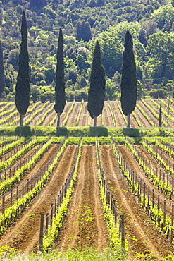 Vineyard and cypress trees, San Antimo, Tuscany, Italy, Europe