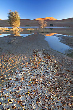 Dunes reflecting in the flooded pan of Sossusvlei caused by rare heavy rainfall, with dried mud in the foreground as the water evaporates, Namib Desert near Sesriem, Namib Naukluft Park, Namibia, Africa