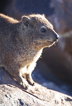 Rock hyrax (Dassie), living among rocks at the Quivertree Forest, near Keetmanshoop, Namibia, Africa 