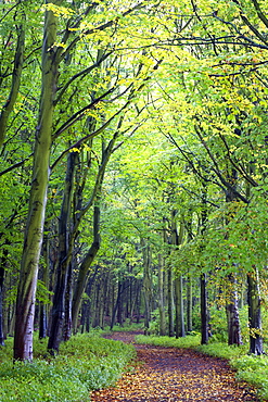 Beech woodland in spring with path snaking between the trees, Alnwick Garden, Alnwick, Northumberland, England, United Kingdom