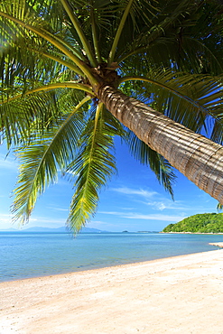 Palm trees overhanging Bangrak Beach, Koh Samui, Thailand, Southeast Asia, Asia