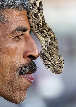 Snake charmer, Djemaa el Fna, Marrakech, Morocco, North Africa, Africa