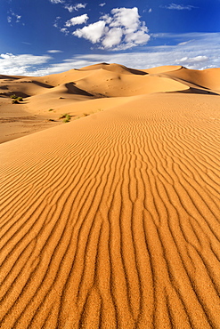 Wide angle view of the ripples and dunes of the Erg Chebbi Sand sea, part of the Sahara Desert near Merzouga, Morocco, North Africa, Africa