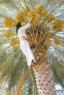 Date picker, Nizwa, Oman, Gulf States, Middle East