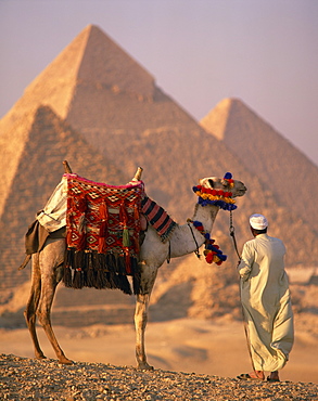 Camel with woven saddle cloth being led towards pyramids by man in white robe in the evening, at Giza, UNESCO World Heritage Site, Egypt, North Africa, Africa