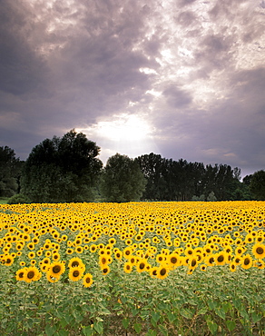 Field of sunflowers, Provence, France, Europe