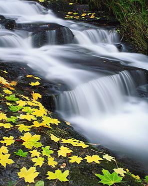 Golden autumn leaves beside cascades of water in the Highlands of Scotland, United Kingdom, Europe