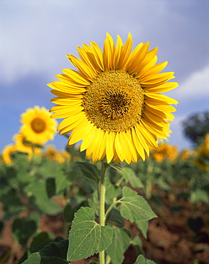 Sunflower in France, Europe