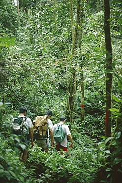 A small group of people trekking through primary rainforest, Gunung Mulu National Park, Sarawak, island of Borneo, Malaysia, Asia