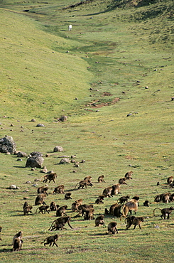 Gelada baboons, Simien Mountains National Park, UNESCO World Heritage Site, Ethiopia, Africa