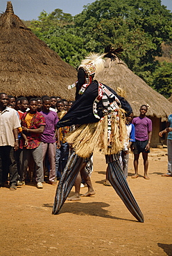 Stilt dancer watched by villagers, Ivory Coast, West Africa, Africa