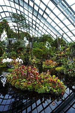 Carnivorous plant display inside Cloud Forest biosphere, Gardens by the Bay, Singapore, Southeast Asia, Asia