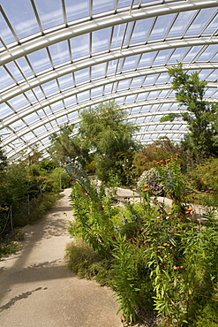 Chilean and Californian area of the Great Glasshouse, National Botanic Garden of Wales, Llanarthne, Carmarthenshire, Wales, United Kingdom, Europe