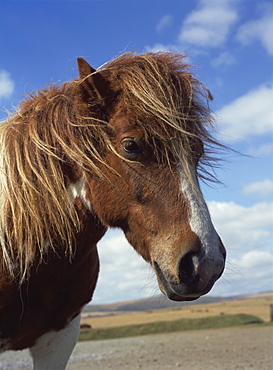 Dartmoor pony, Devon, England, United Kingdom, Europe