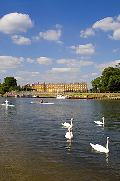 Swans and sculls on the River Thames, Hampton Court, Greater London, England, United Kingdom, Europe