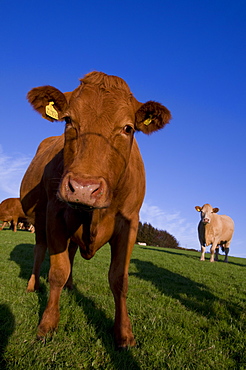 Close-up of cattle, north Exmoor, Devon, England, United Kingdom, Europe