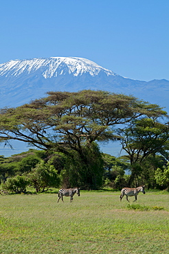 Zebra, Amboseli National Park, with Mount Kilimanjaro in the background, Kenya, East Africa, Africa