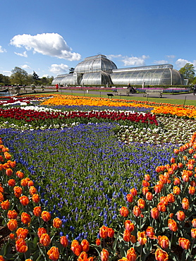 Flags of Liberty tulip beds, Holland and Great Britain, and Palm House, Royal Botanic Gardens, UNESCO World Heritage Site, Kew, Greater London, England, United Kingdom, Europe