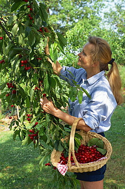 Portrait of a woman picking cherries from a tree in June in France, Europe