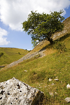 Cressbrook Dale, White Peak, Peak District National Park, Derbyshire, England, United Kingdom, Europe