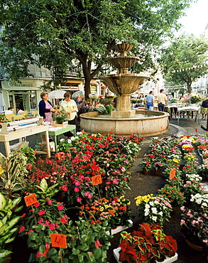 Fountain and flower market, Place aux Aires, Grasse, Alpes-Maritimes, Provence, France, Europe