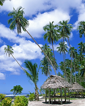 Palm trees and thatched shelters on the beach at Lefaga, Western Samoa, Pacific Islands, Pacific