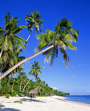 Palm trees and tropical beach at Lalamanu, near Vavau, Western Samoa, Pacific Islands, Pacific