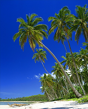 Palm trees on a tropical island beach on the Viti Coral coast in Fiji, Pacific Islands, Pacific