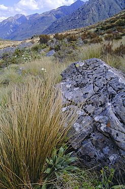 Dobson Nature Walk, Arthur's Pass, Canterbury, South Island, New Zealand, Pacific