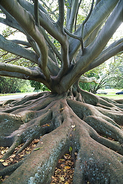 Trunk and roots of a tree in Domain Park, Auckland, North Island, New Zealand, Pacific