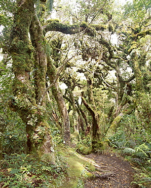 Goblin Forest, Kamahi Forest, Dawson Falls Track, Mount Egmont National Park, Taranaki, North Island, New Zealand, Pacific