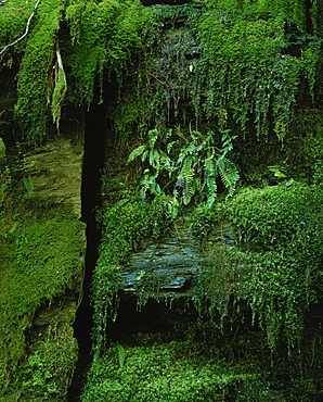 Detail of plants and mosses at Mossvale Falls, Rees & Dart River Complex, near Queenstown, Deep South, South Island, New Zealand, Pacific