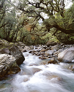 High country forest, overhanging with mosses, Gulliver River, on Grave-Talbot Track, Fiordland National Park, Otago, South Island, New Zealand, Pacific